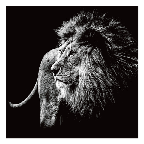 BW02 - Lion on black background - Photographic Card