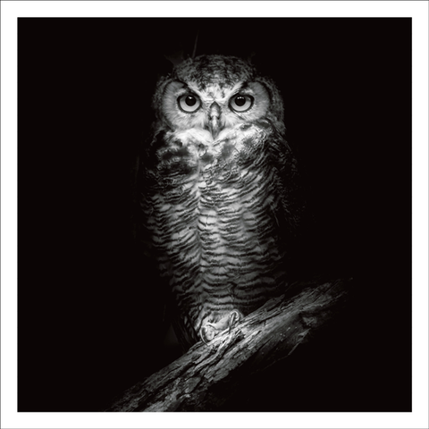 BW03 - Owl on black background - Photographic Card