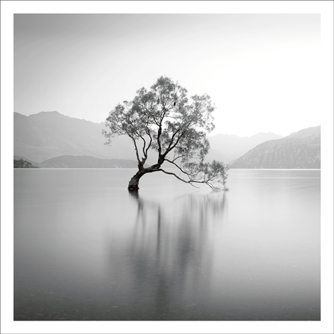 BW29 - Crooked tree in lake with mountain backdrop - Photographic Card